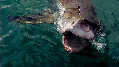 White pointer shark surfacing in deep waters