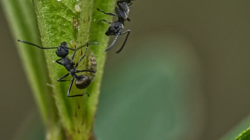 Black House Ants